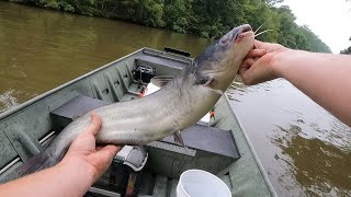 Limb Lines for Catfish on the Bayou - Catching Summer Time Catfish