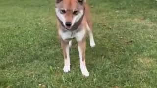 2 December 2025.wolf.dad.keepS.ay.crying.dog.A until.HE. Pakistani dog.XML.