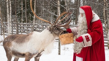 Santa Claus feeding reindeer in Lapland 🦌🎅 Christmas is coming soon - Finland