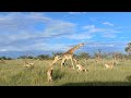 Lion pride takes down calf and protective giraffe mother