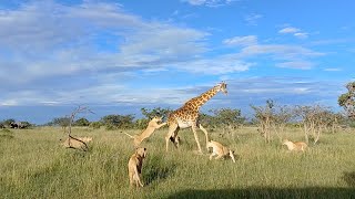 Lion pride takes down calf and protective giraffe mother