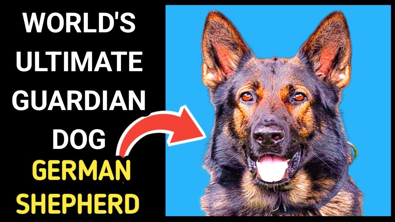 WORLD'S Ultimate Guardian Dog 🇪🇺: German Shepherd | From War to Loyalty | Tail Tales Diary 