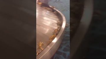 Crabs at Baggage Claim || ViralHog