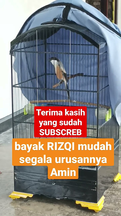 GEREJA CAW CAW OK #anakancendet #cendetsapudi #cendetprestasi #cms #cendetgacor #masterancendet