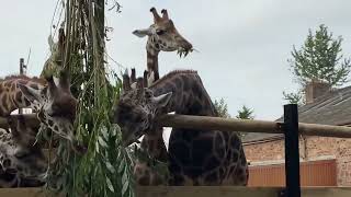 Giraffes at Chester Zoo, 2021