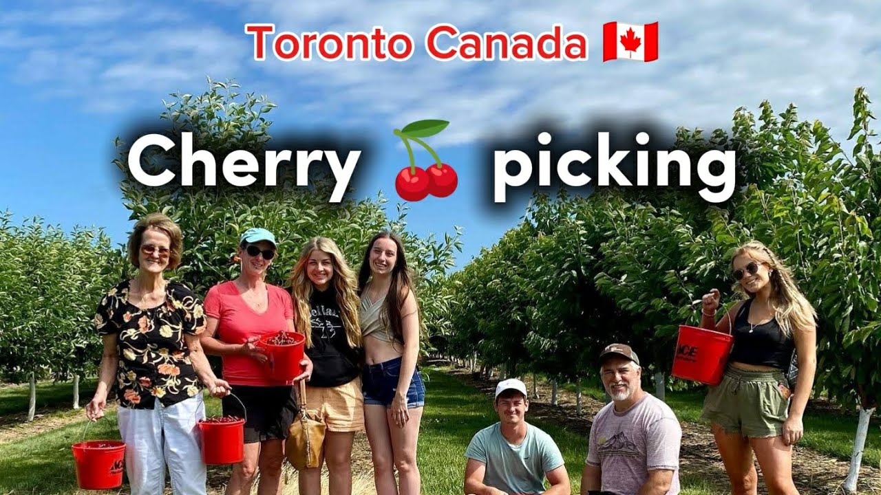 Cherry 🍒 picking [ தமிழ் ] Toronto Canada 🇨🇦 vlog 