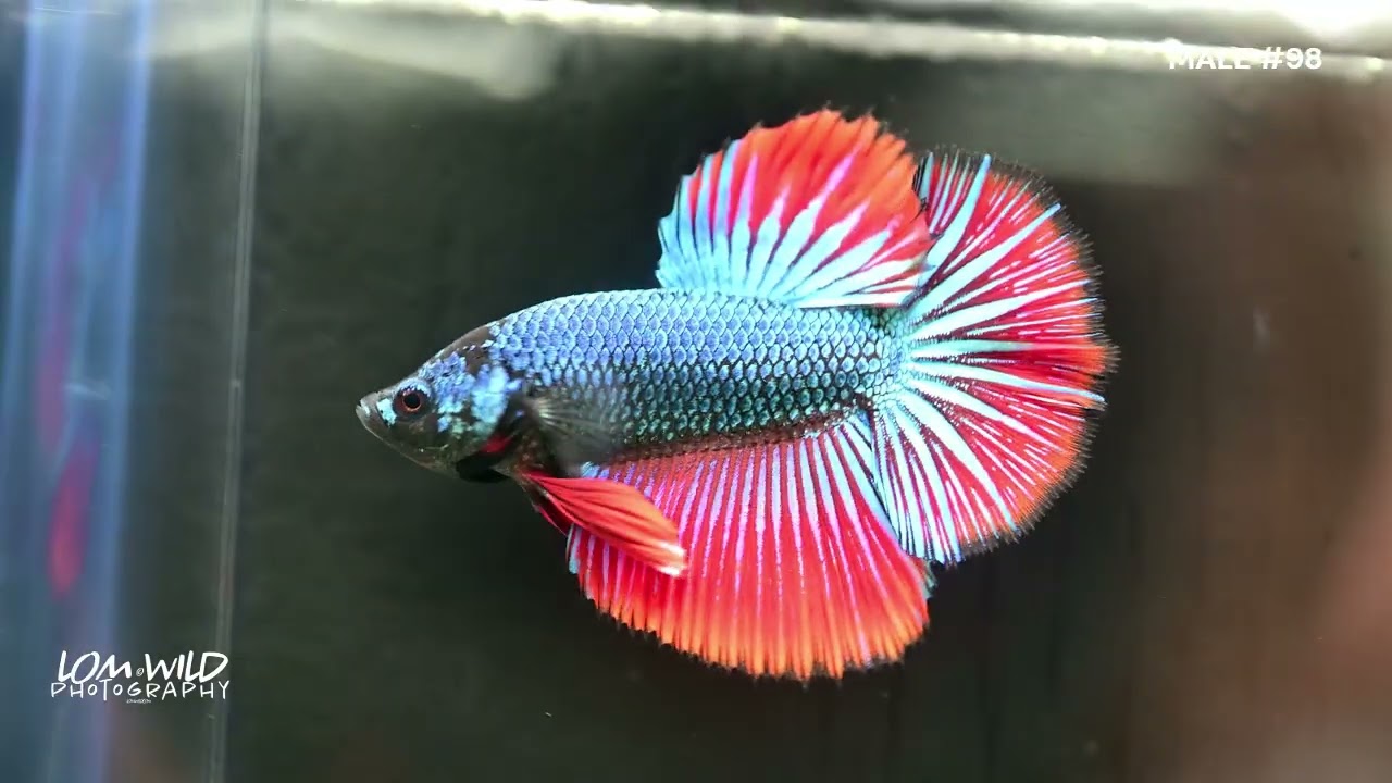 HALFMOON MALE BETTA 