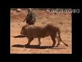 دحج البلوة دحج البلوة