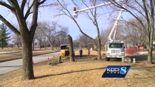 Trees cut down before emerald ash borer strikes Ash Tree Cut Down And Common Problems