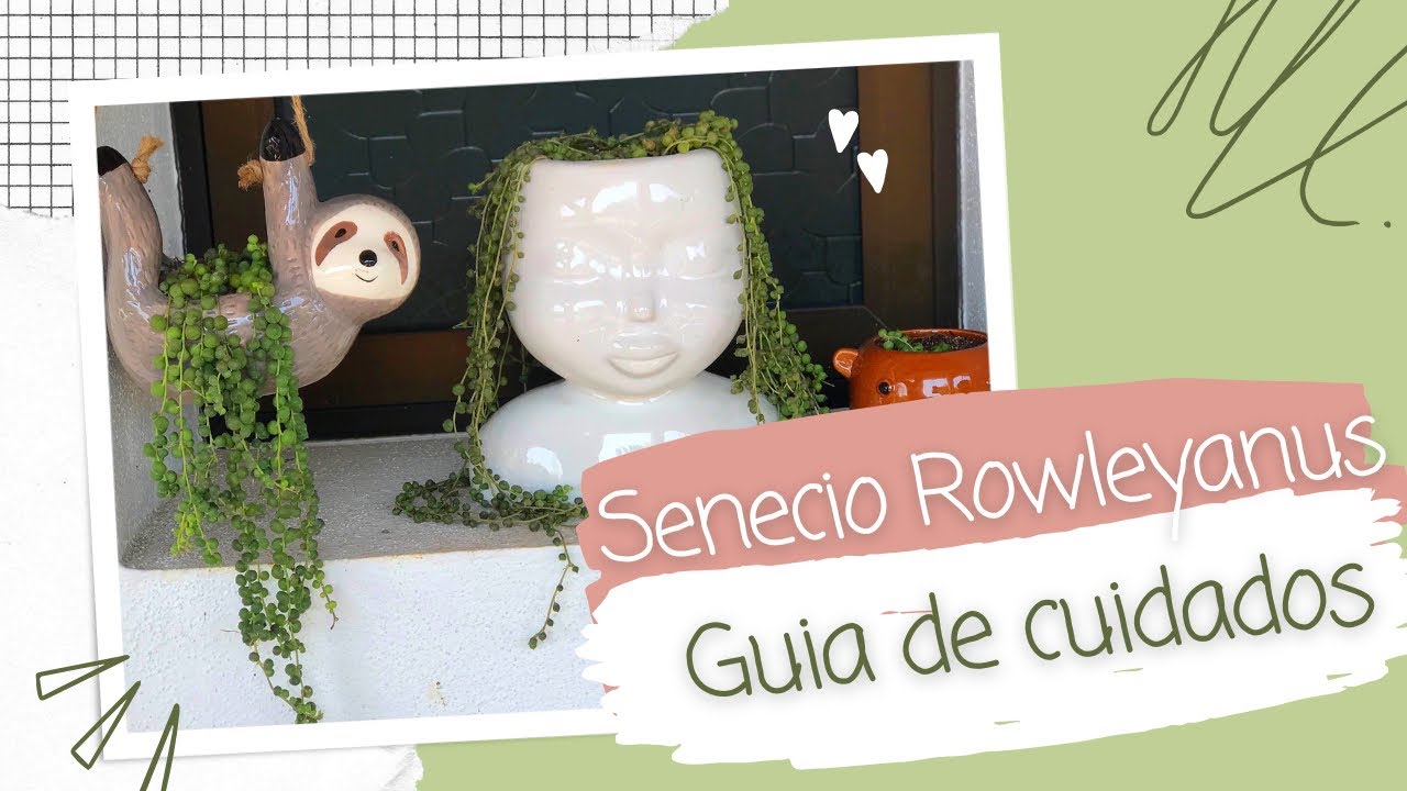 Senecio Rowleyanus, Collar de perlas | Reproducción fácil y rápida | Planta rosario