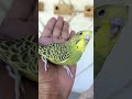 #viralvideo #modapet #petsfofinhos #birds #pets #parrot #cute #periquitosaustralianos #budgies
