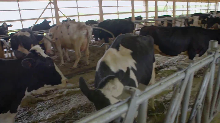 Farmers Flush So Cows Don't Have To