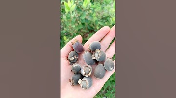 Buổi sáng hái sim rừng ngâm rượu #xuhuong #hottrend #shortsvideo #nongsantaybac #simrừng #shorrts