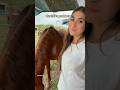 Perché i cavalli si rotolano #horse #equestrianjourney #equestrian #horsetrack #animali #neiperte