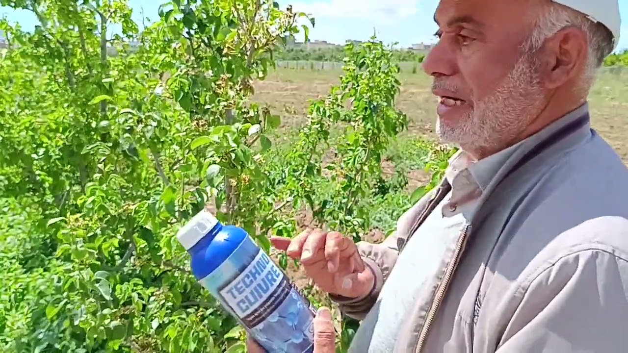 الدرس الذي طالما انتظرتموه، كيفية مقاومة اللفحة النارية في شجرة الإجاص Alexandrine