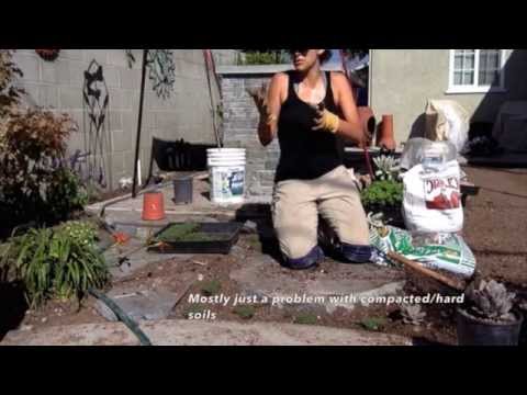 how to amend clay soil plant elfin thyme w sara bendrick youtube