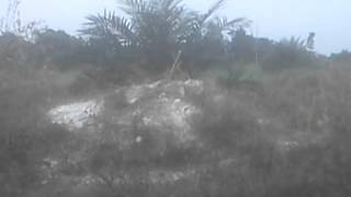 Download Lagu Pikatku Tailong MP3