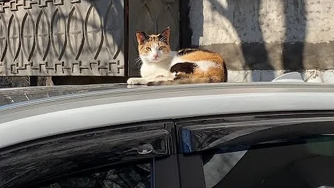 Video 6866401: russian blue calico, cute russian blue cat, blue cat eating, cute cat sleeping