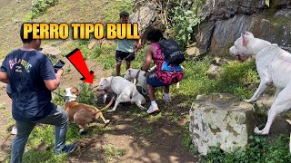 Mi DOGO ARGENTINO se enfrentó a perros Tipo Bull  ¿Por qué ocurrió?