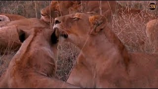 Safari Live : The Nkuhuma Pride on drive this afternoon/evening with James May 05, 2018