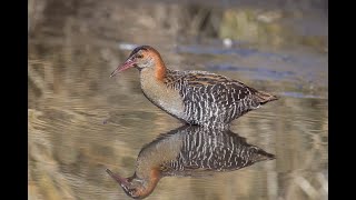 The highly elusive Lewins Rail showing showing amazing views of it's lovely plumage.