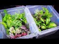 How to Clean and Quarantine Terrarium Plants