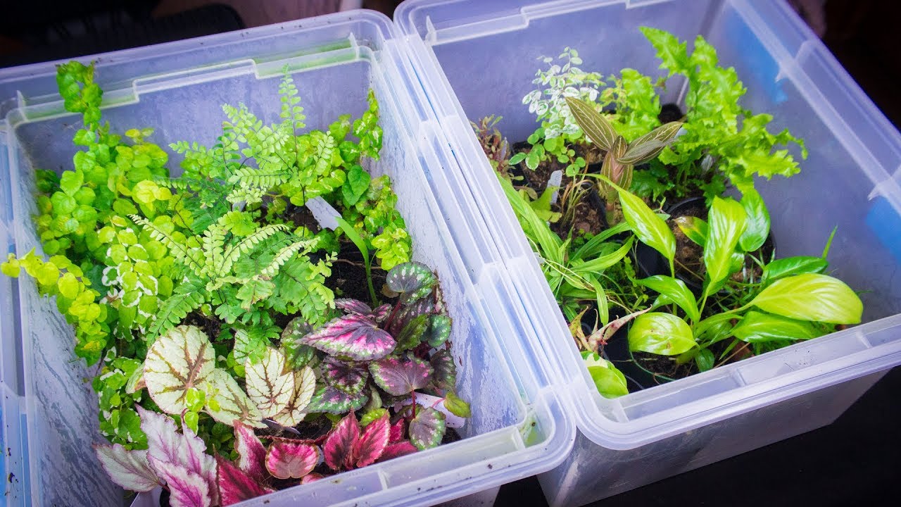 How to Clean and Quarantine Terrarium Plants