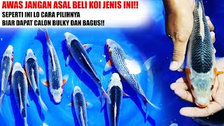 JANGAN ASAL BELI IKAN KOI JENIS INI❗ YUK CARI TAU CARA PILIH IKAN KOI YANG BAGUS UNTUK JENIS ASAGI❗