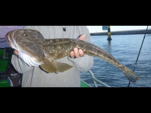 How To: Catch Flathead on Lures and Bait