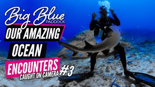 TOP THING TO DO in Fiji - That's a lot of reef sharks - Marine Life Encounter