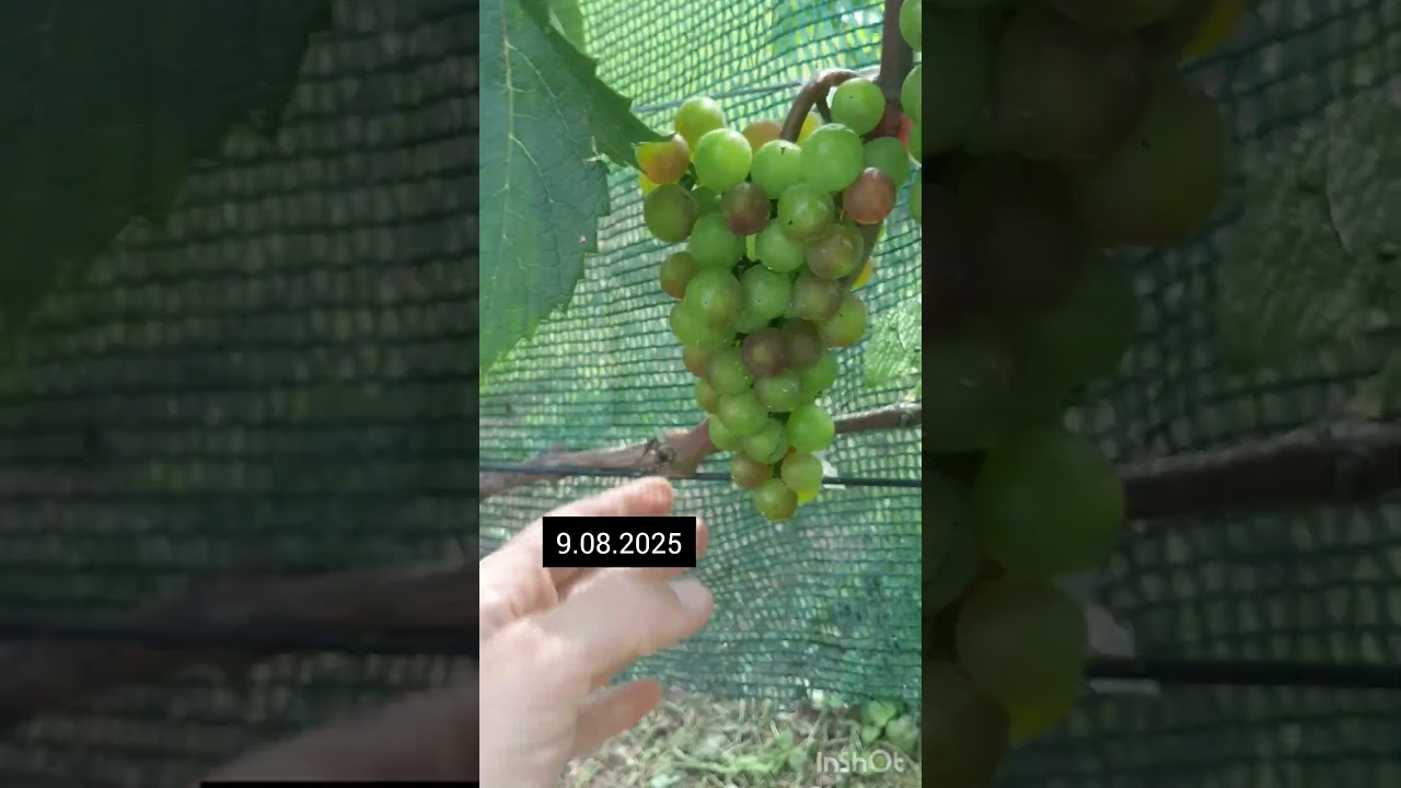 Veraison на Минском розовом 9.08.2025г. Крупенино. 