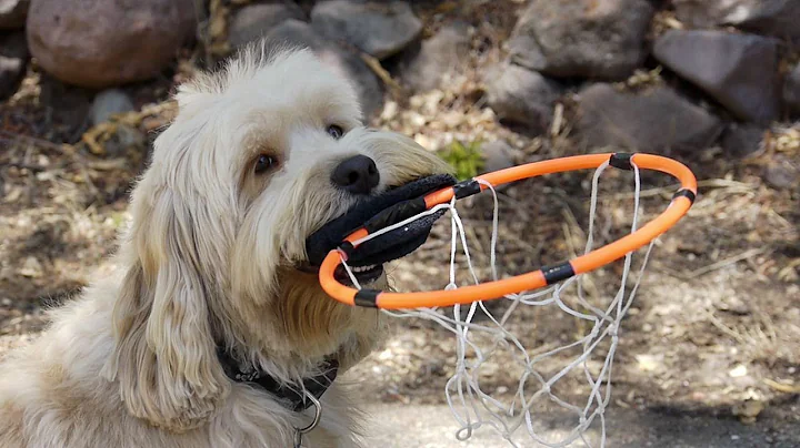 "I Love Dogs" Music Video | Dog Video for Kids | 20 Dogs