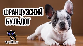 ✔ Французский бульдог. Плюсы и минусы породы. 4 причины завести эту собаку