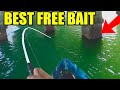 This Free Bait Changes Everything (Sheepshead Catch, Clean and Cook)