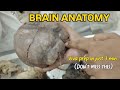 Real Human Brain Explained 🧠😳 | Anatomy Viva Made Easy | MBBS Students @glowwithpriyya #viva #neetpg