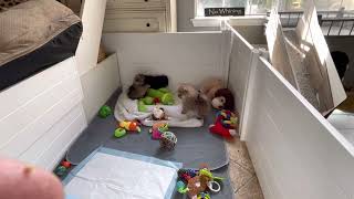 Toy Pomeranian puppies in California at candicoloredpoms.com
