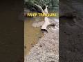 Finding a hidden river of precious wood!