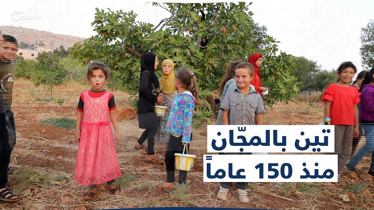 عمره يقارب 150 عاماً.. كرم تين مجّاني في قرية البشيرية بريف إدلب، ما قصته؟