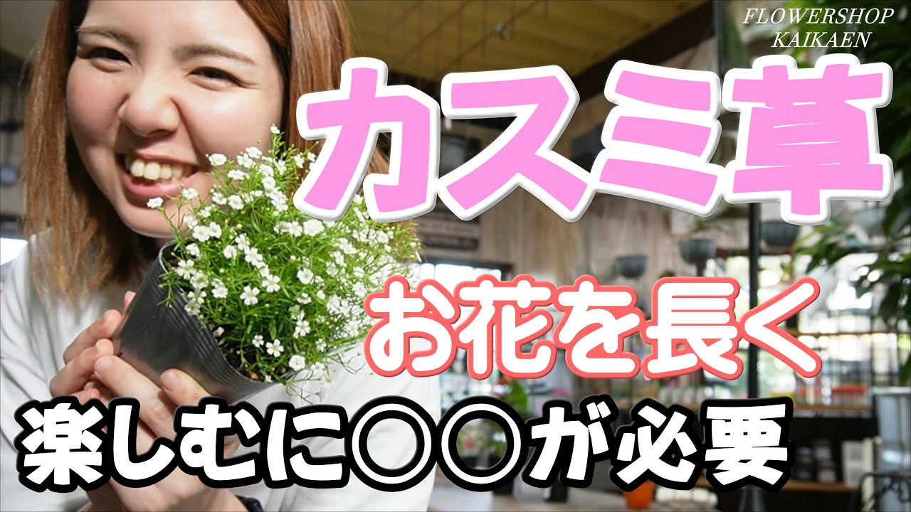 かすみ草 お花を長く楽しむ方法 チリチリになる お花が咲かない 解決