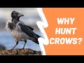 Why Hunt Crows (Scope Cam Footage)? - Airgun Pest Control ep. 4 - BHT