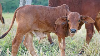 Con bò - Nhạc thiếu nhi vui nhộn sôi động