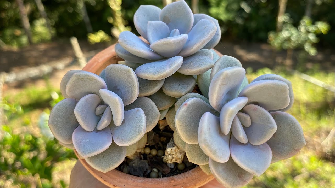 15 ESPÉCIES DE SUCULENTAS QUE VIRAM COLÔNIAS SOLTANDO SEUS BROTOS NOS CAULES ENCHENDO DE MUDAS