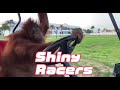 Shiny Racers