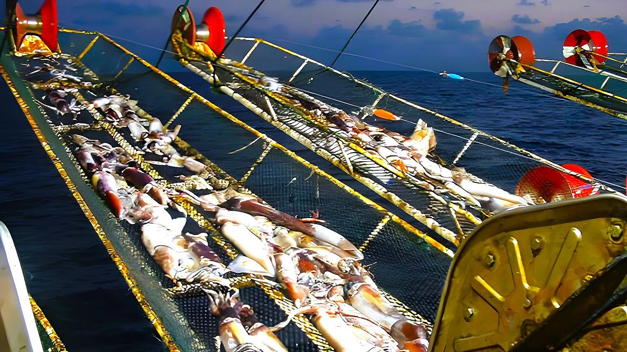 大开眼界的深海捕捞鱿鱼过程和世界最大延绳钓鱼船，看了直呼NB，这些捕鱼设备已经让鱼无处可逃