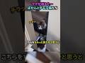 ママが消えた…ぽかんとする子猫たち#猫 #猫動画 #猫のいる暮らし