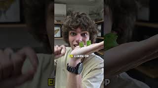 Insecten Zijn Oom Gewoon Vet