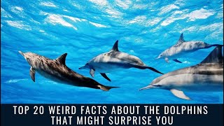 Top 20 Weird Facts About The Dolphins That Might Surprise You