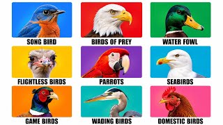 Every Type Of Bird Explained In 5 Minutes
