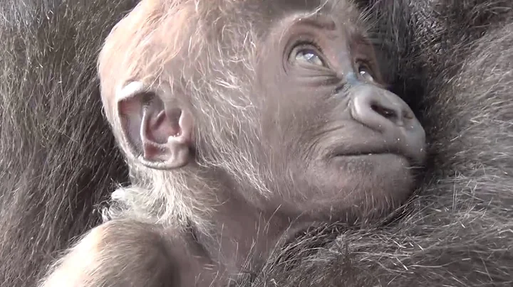 Philadelphia Zoo's Adorable Gorilla Continues to Grow and Develop