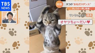 エサを“おねだりダンス”する猫【Ｎスタ】
